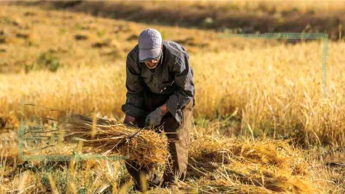 قیمت ۱۵ هزار تومان برای خرید گندم منطقی نیست