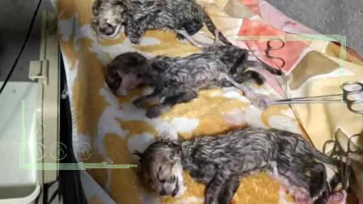 ۳ توله یوزپلنگ ایران به دنیا آمدند