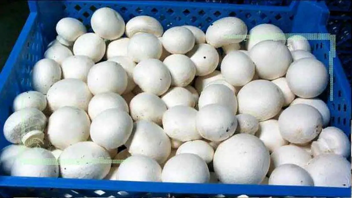 ضرر 15هزار تومانی تولیدکنندگان قارچ در فروش هر کیلو از این محصول