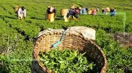 مصرف سالانه ۱۰۰ هزار تن چای در کشور