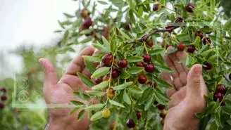 عناب خراسان شهره در جهان، غریب در خانه