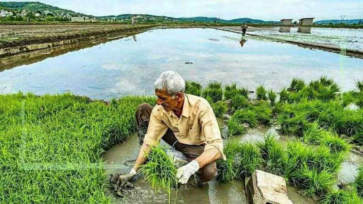 کشت دوم برنج بلای جان منابع آبی مازندران