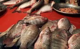 ​قیمت انواع ماهی در بازار ۲۱ تیر ۱۴۰۳+ جدول

