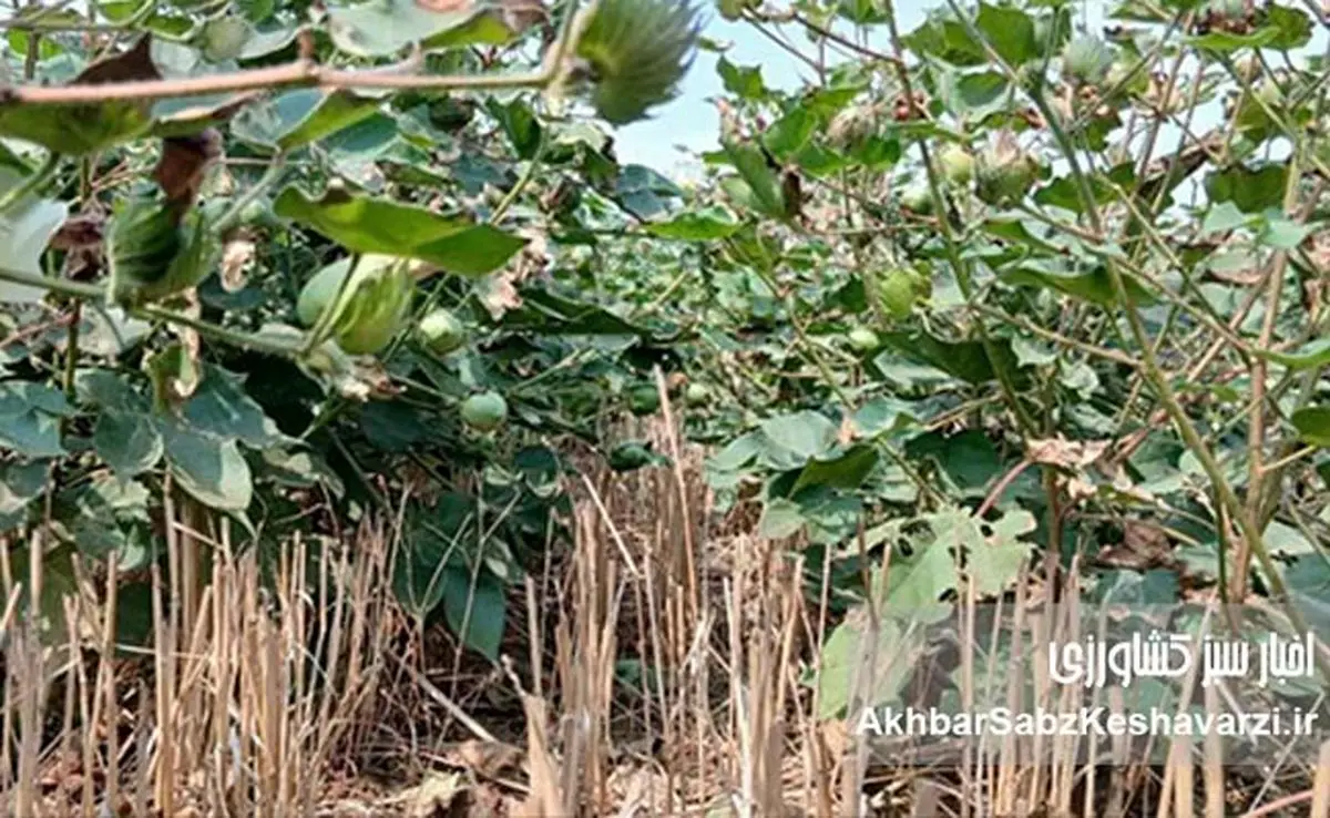 کشاورزی حفاظتی؛ چرا آینده امنیت غذایی بدون آن ممکن نیست؟