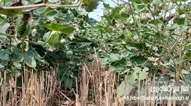 کشاورزی حفاظتی؛ چرا آینده امنیت غذایی بدون آن ممکن نیست؟