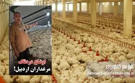 مرغداران در آتش بی‌تدبیری؛ فریاد یک مرغدار اردبیلی از نابودی ۵۵ هزار مرغ گرسنه+ویدئو
