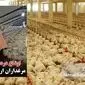 مرغداران در آتش بیتدبیری؛ فریاد یک مرغدار اردبیلی از نابودی ۵۵ هزار مرغ گرسنه+ویدئو
