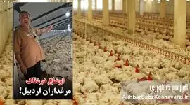 مرغداران در آتش بی‌تدبیری؛ فریاد یک مرغدار اردبیلی از نابودی ۵۵ هزار مرغ گرسنه+ویدئو