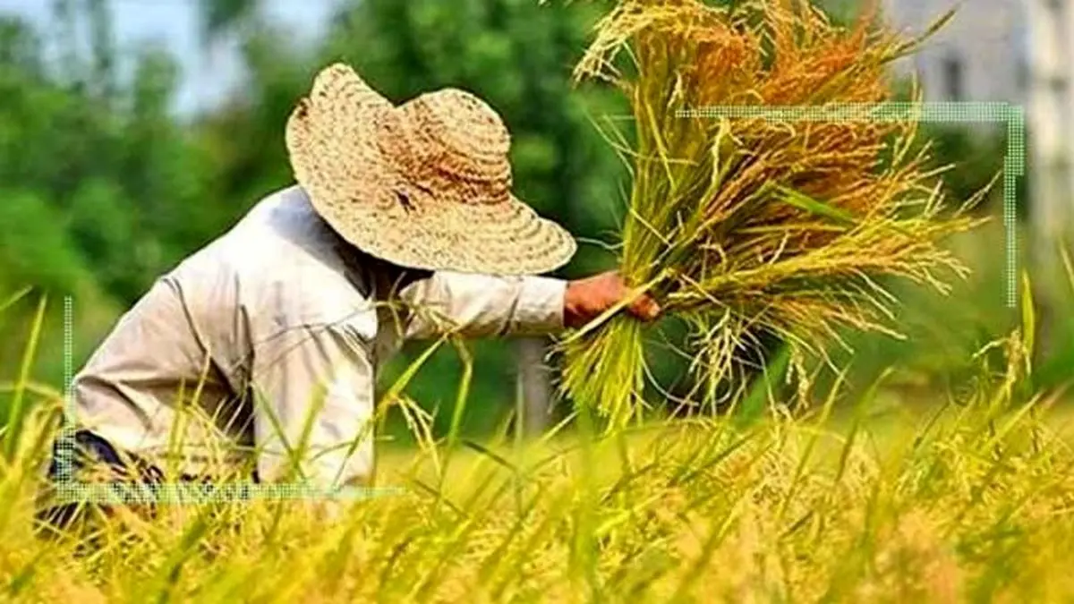 کشت قراردادی برای مسئولان در حد حرف است