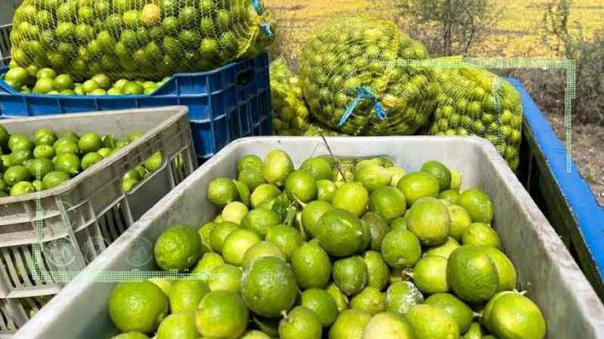 فائو: ایران نهمین تولیدکننده لیمو و لیمو ترش در دنیاست