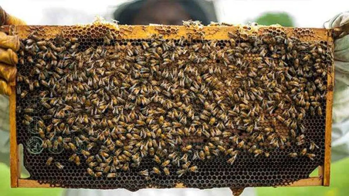 مشکلات ریز و درشت زنبورداران