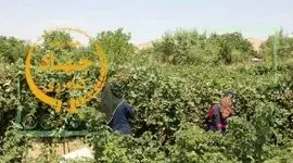 راهبردهای کلیدی جهاد کشاورزی استان تهران