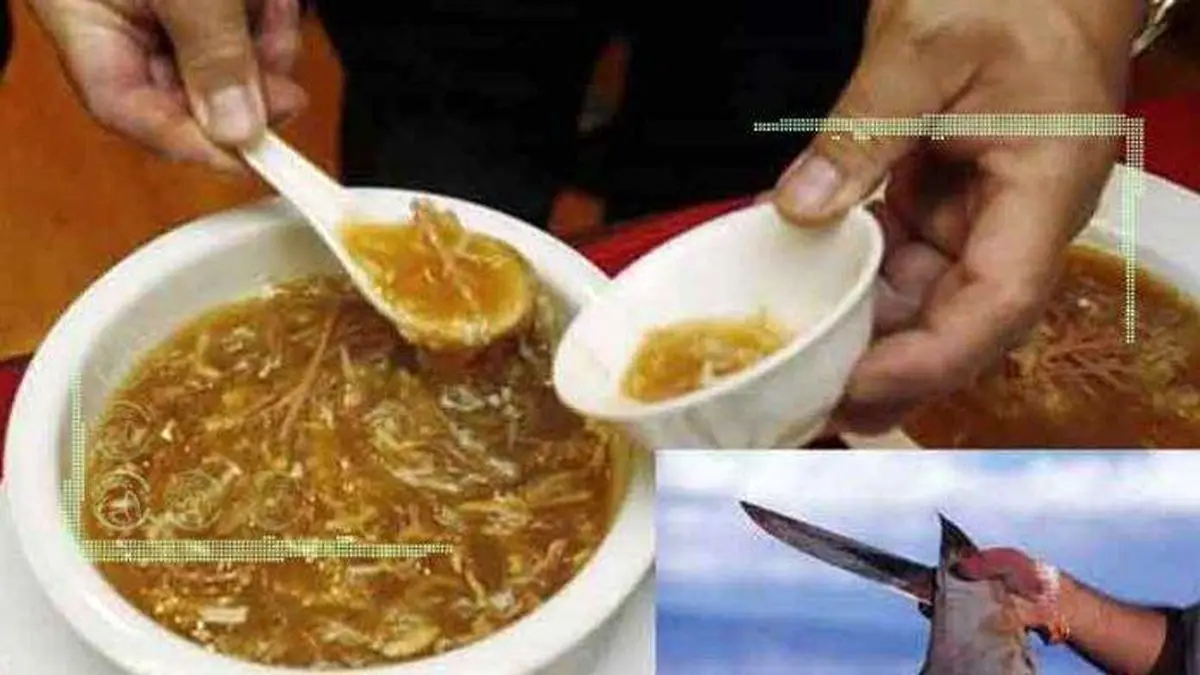 باله کوسه ماهی های چابهار در کاسه های سوپ چینی