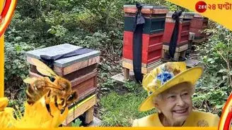 زنبورهای باکینگهام از مرگ ملکه مطلع شدند!
