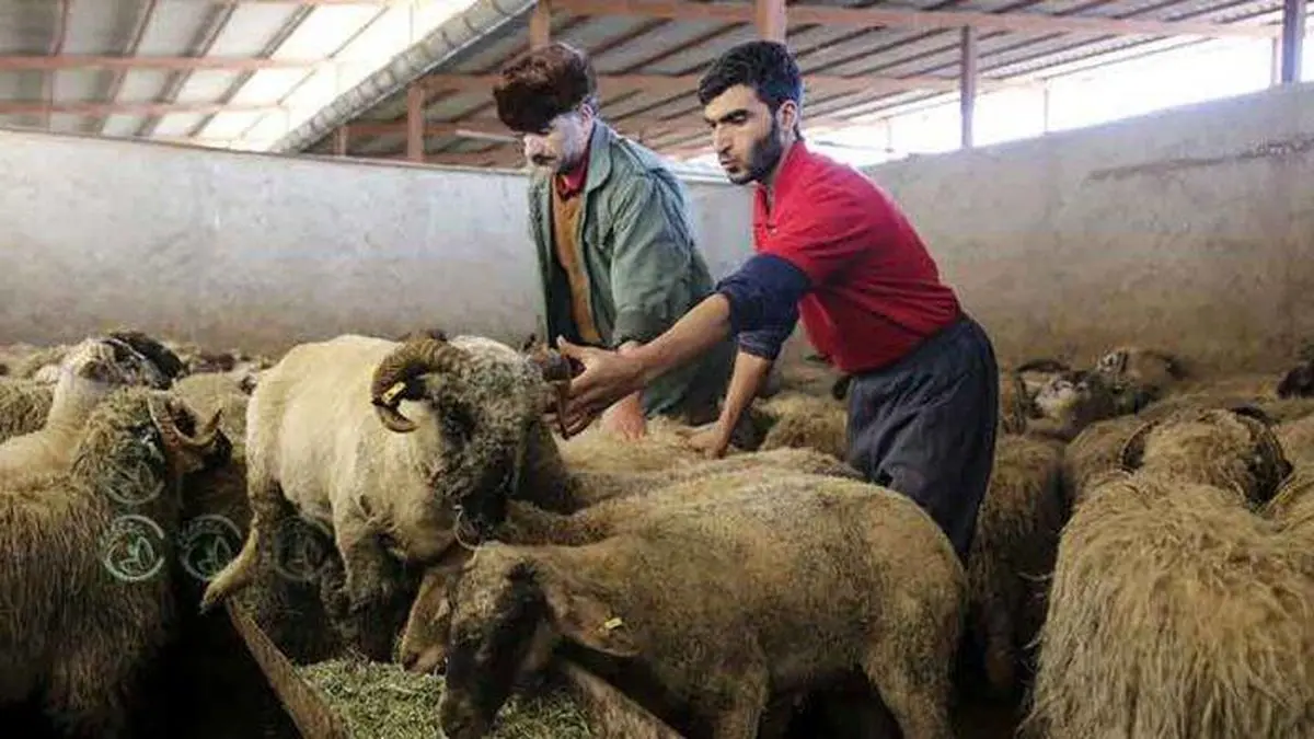 بیماری بازار را درمان کنید