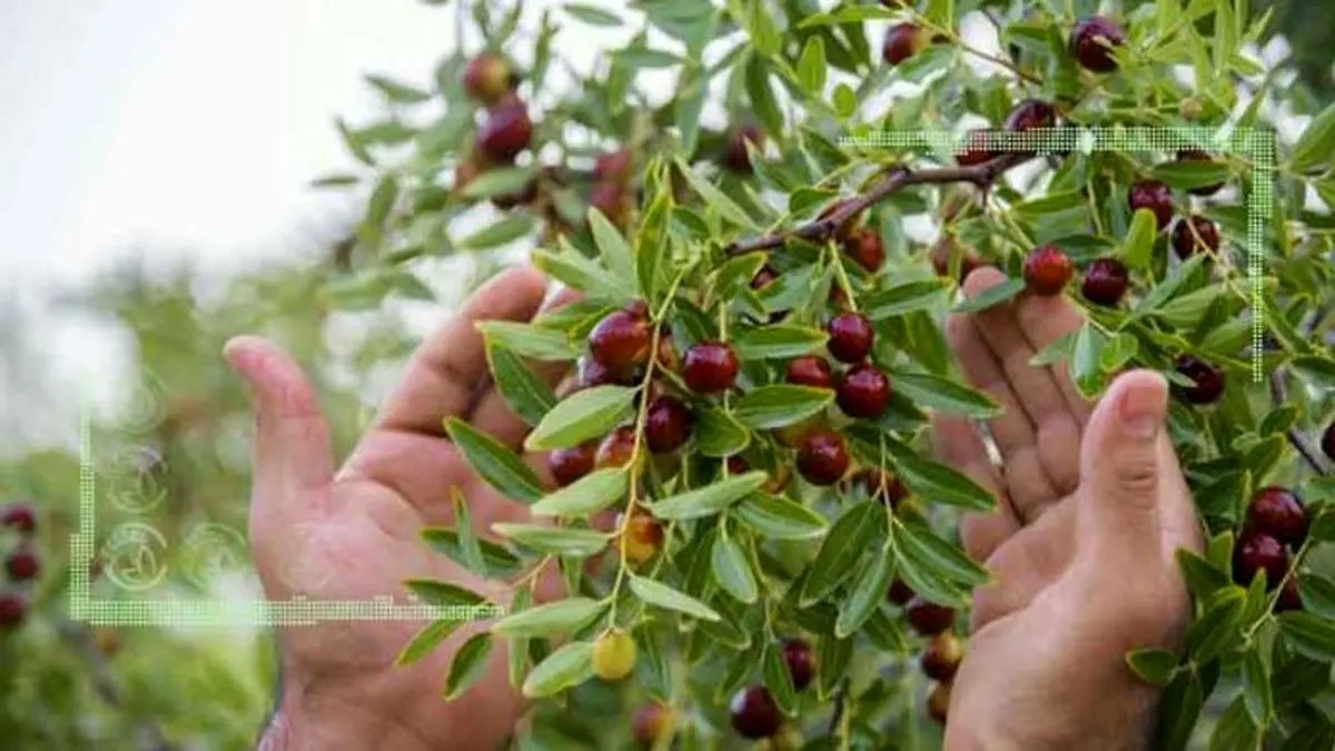 صنایع تبدیلی رونق بخش عناب خراسان جنوبی