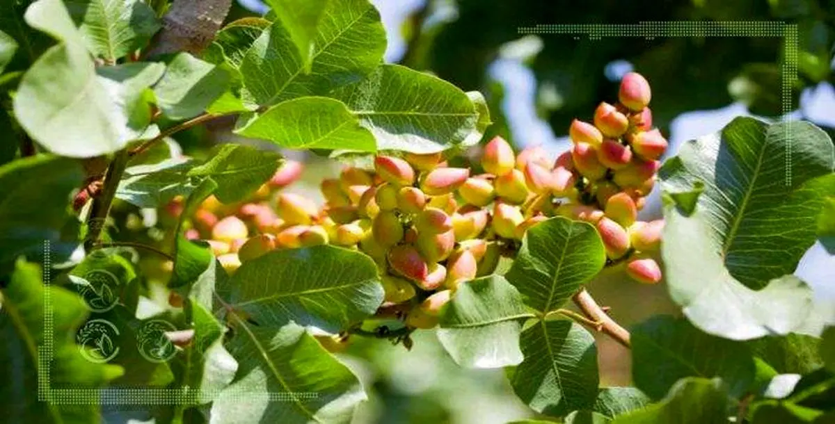 استان مرکزی دارای خندان‌ترین باغات پسته کشور