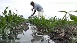فاضلاب هایی که از زمین های کشاورزی سر در می آورد+فیلم