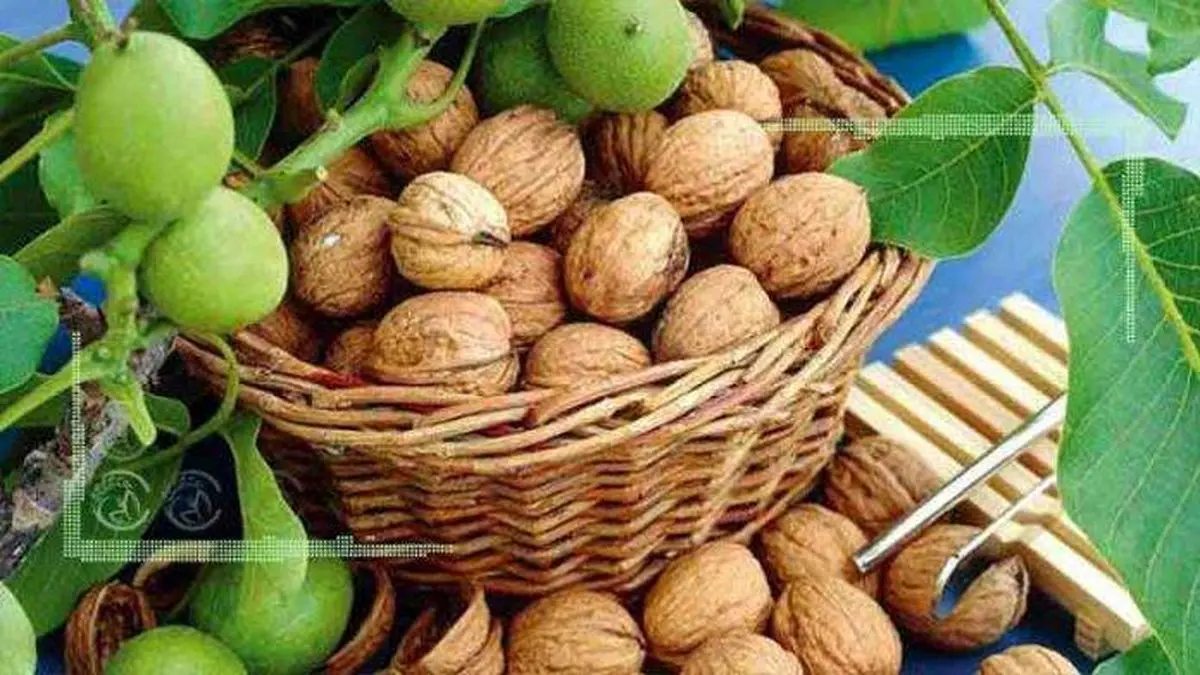 کاهش تولید گردو در کرمان