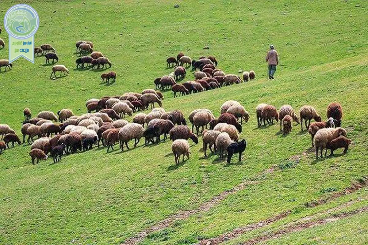 صدور مجوز صادرات ۴۰۰ هزار رأس دام زنده