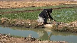 مصرف ۷۰ درصد آب های تجدیدپذیر در کشاورزی