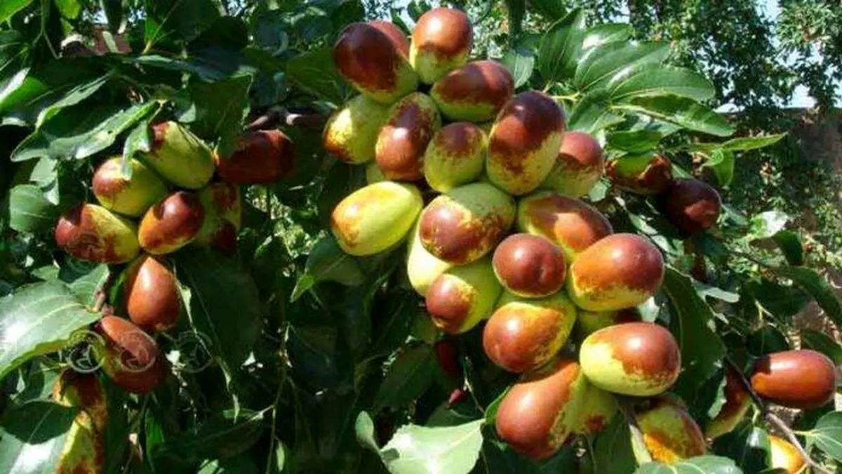 عنابستانهای الیگودرز ذخایر ژنتیکی لرستان