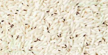 شپشک برنج چیست و سریع ترین راه از بین بردن آن کدام است؟
