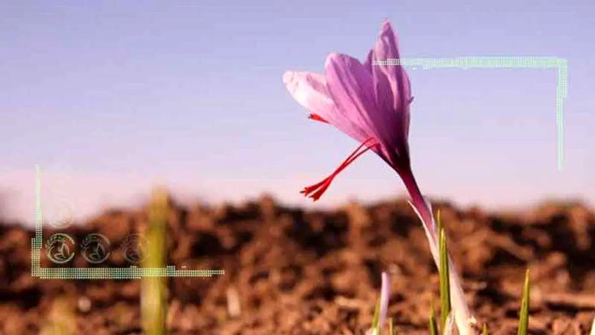 خشکسالی به مزارع زعفران رسید