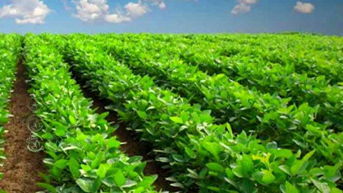 اطلاعات و دادهها، اصلیترین زیرساخت طرح الگوی کشت