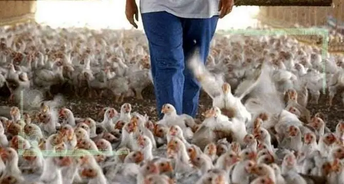 قیمت گذاری دستوری  عامل رکود تولید گوشت مرغ