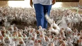 قیمت گذاری دستوری  عامل رکود تولید گوشت مرغ