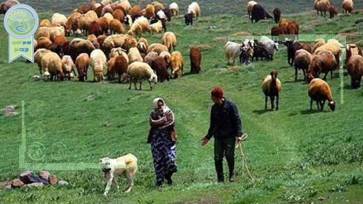 کمبود نهاده‌ دامداری عشایر را به چالش می‌کشد