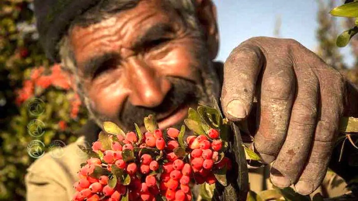 بارقههای امید در دل زرشک کاران زنده شدن