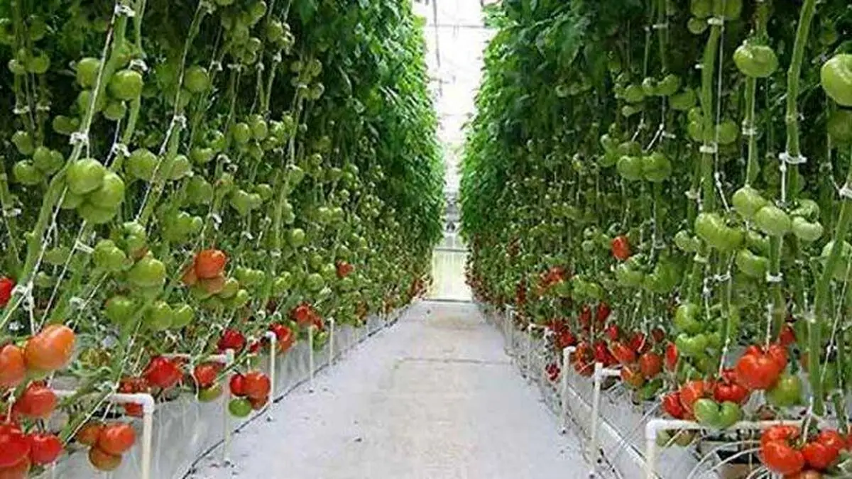 کشت گلخانه ای جایگزینی برای صادرات غیرنفتی