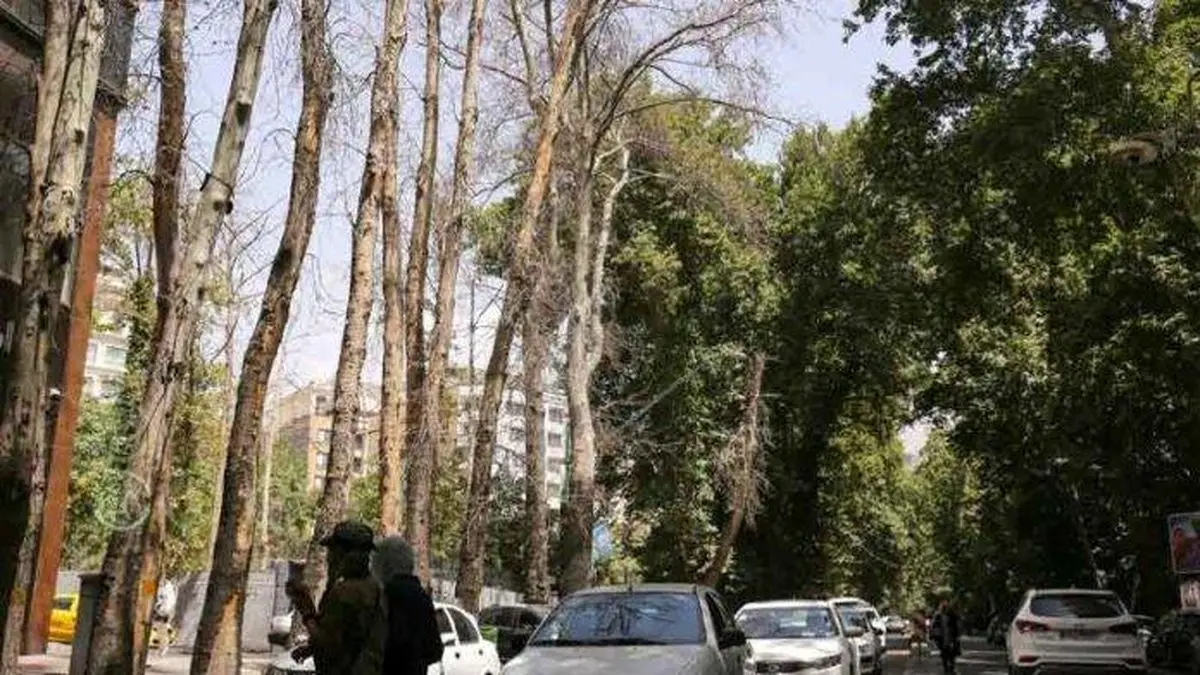 ماجرای درختان خشک شده خیابان ولیعصر(عج)