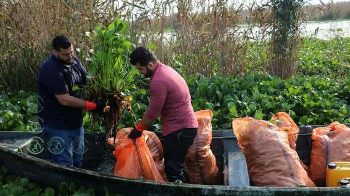 پاکسازی تالاب انزلی از سنبل آبی