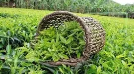 تیشه به ریشه چایکاری با تغییر کاربری باغات خرد چای