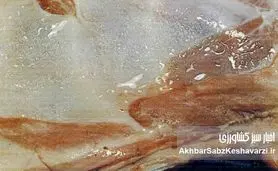 سندروم لاشه مرطوب گوسفند