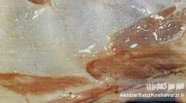 سندروم لاشه مرطوب گوسفند