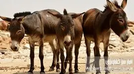 روز جهانی الاغ؛ روزی برای حیواناتی که شایسته بیش از این هستند!