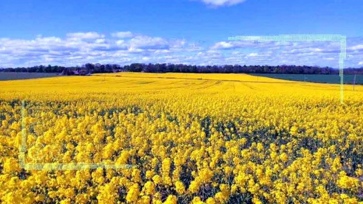 توسعه کشت دانه روغنی کلزا در جنوب کرمان