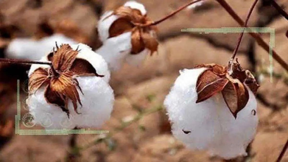 هزینه بالای کشت پنبه