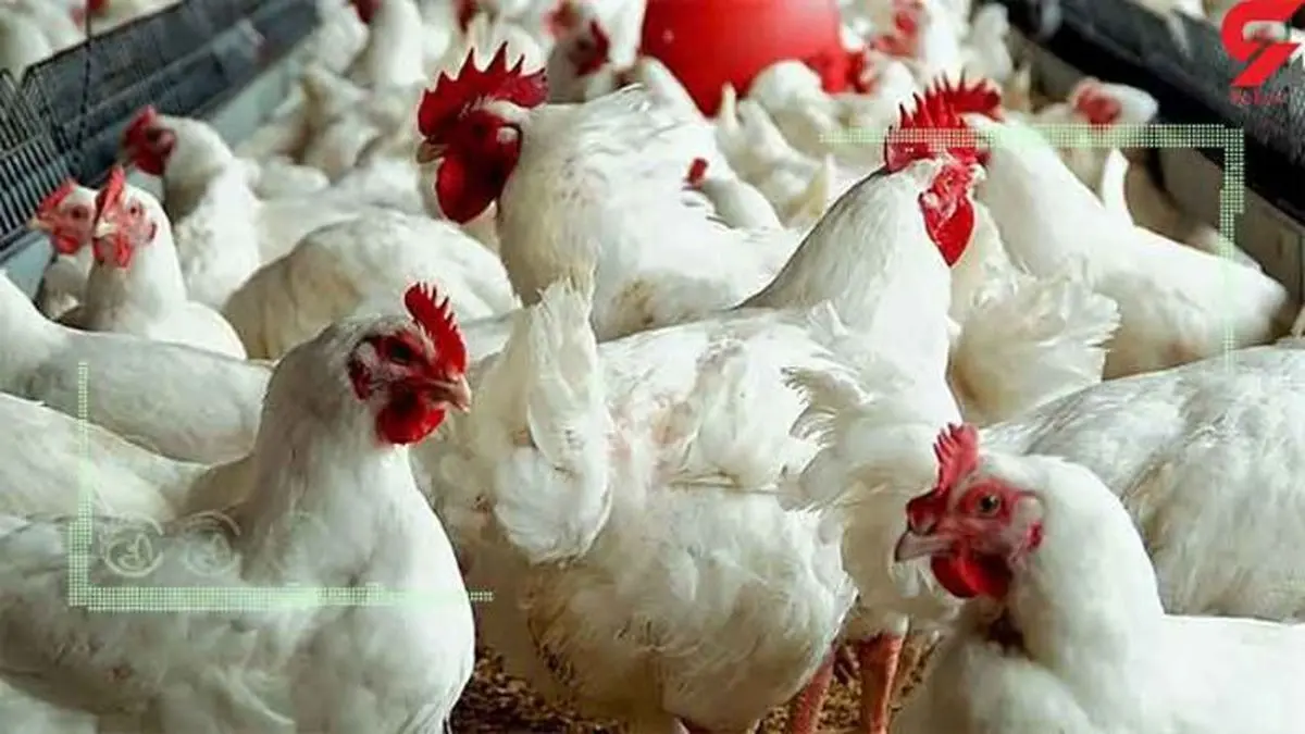 مکلف شدن دستگاه‌های دولتی برای خرید مرغ آرین