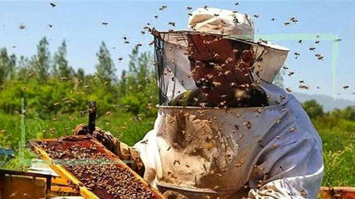 مشکلات زنبورداران در شهر عسل ایران