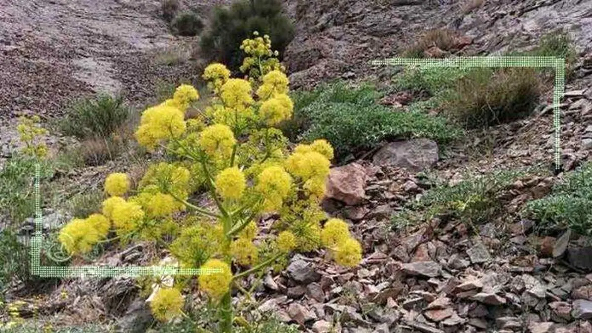 صادرات ۹۸ درصدی آنغوزه به صورت خام