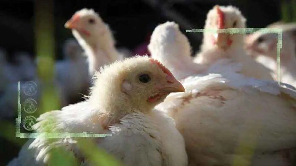 مرغ ایرانی به کویت صادر می‌شود