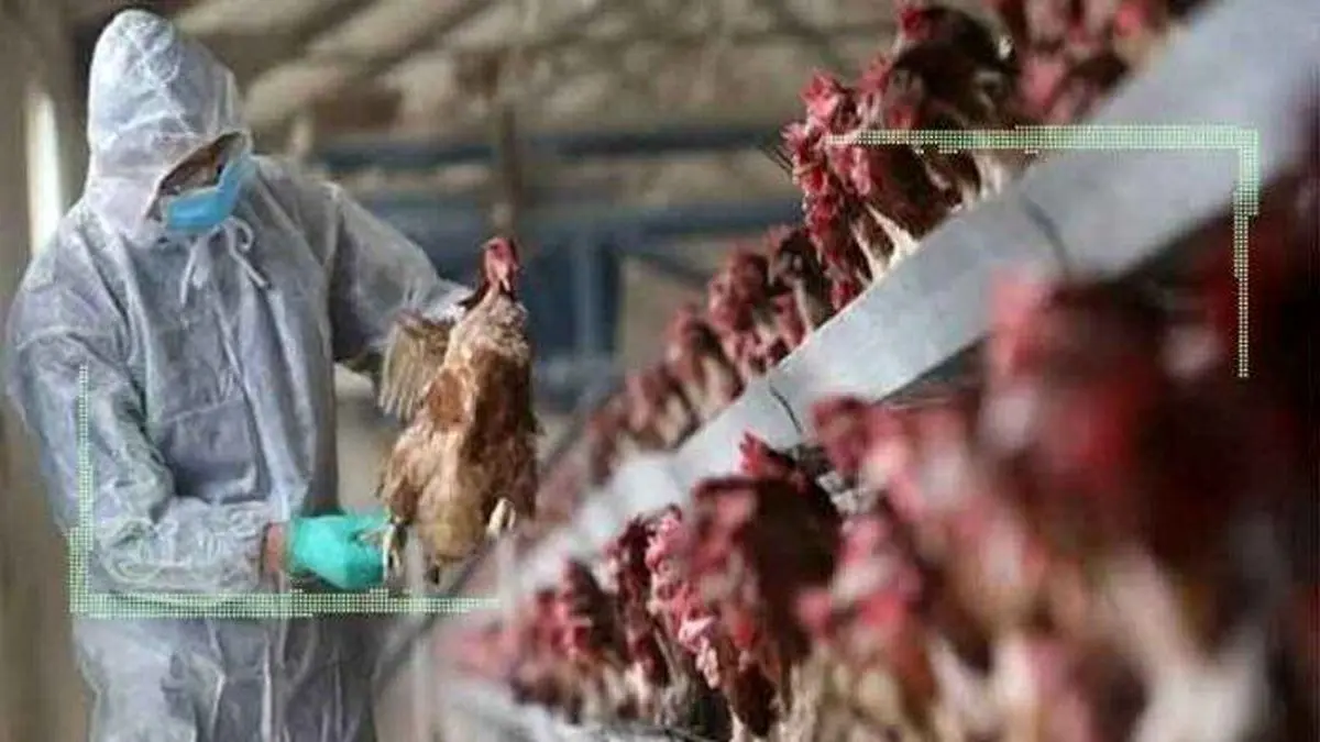 فرصت طلایی صادرات مرغ گوشتی