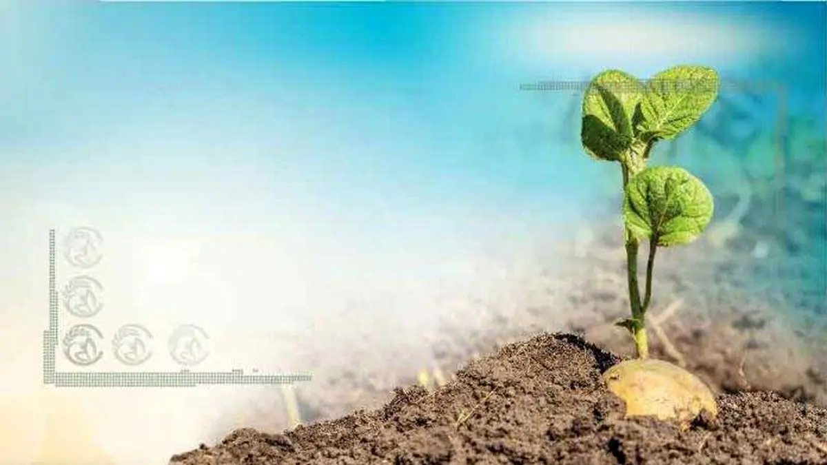 بهبود خاک در مزارع سیب‌زمینی+اینفوگرافی