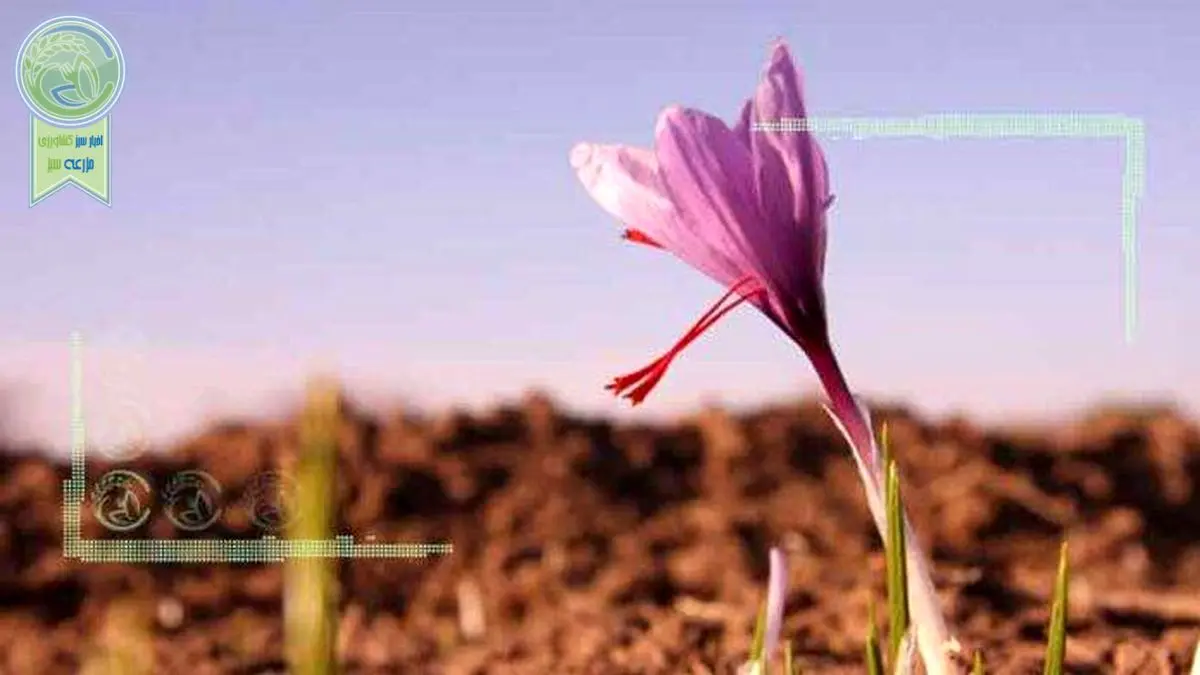 تعاون روستایی در خرید زعفران تخلف کرد