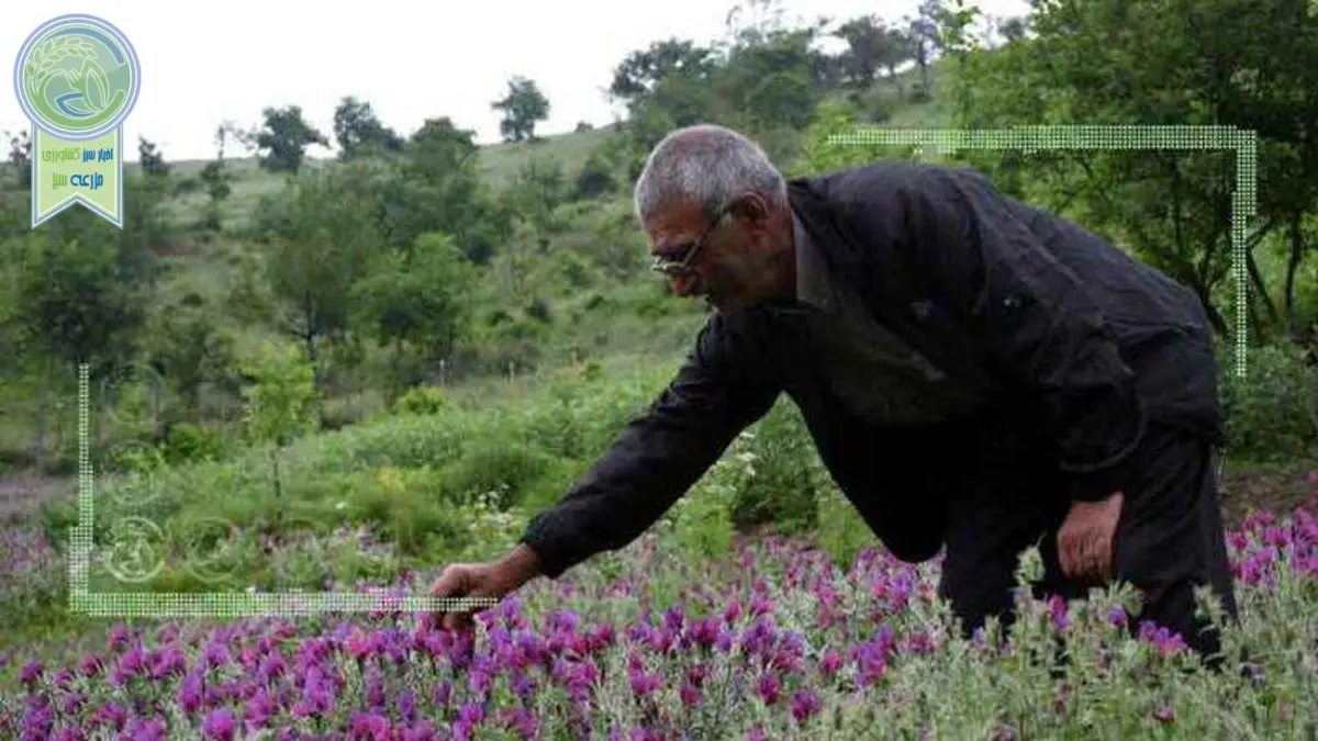 چراغ کشت قراردادی گیاهان دارویی در همدان روشن شد